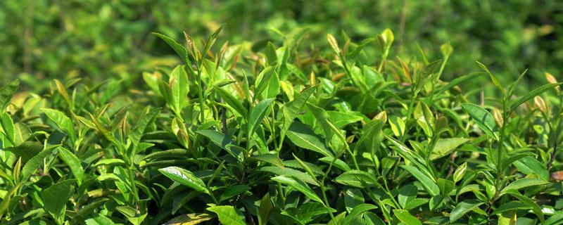 茶树开什么颜色的花 茶树花是茶树开的么