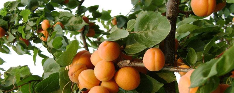 杏树和桃树能栽在一起吗（杏树和苹果树栽到一起行吗）