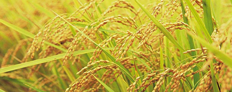 水稻可以喷赤霉素吗 水稻秧苗打赤霉素