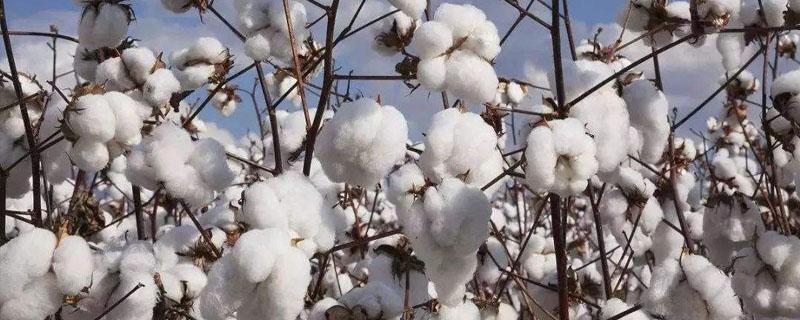 棉花从种植到收获过程