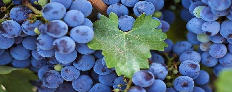 蓝莓枯叶是什么原因 蓝莓叶枯萎怎么回事