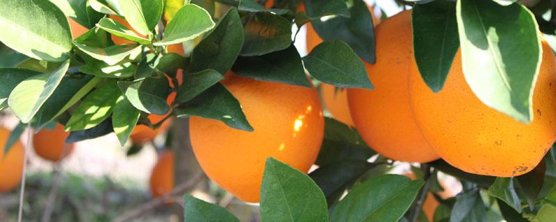 脐橙开花到成熟要多久（脐橙的生长过程和开花是什么时候）
