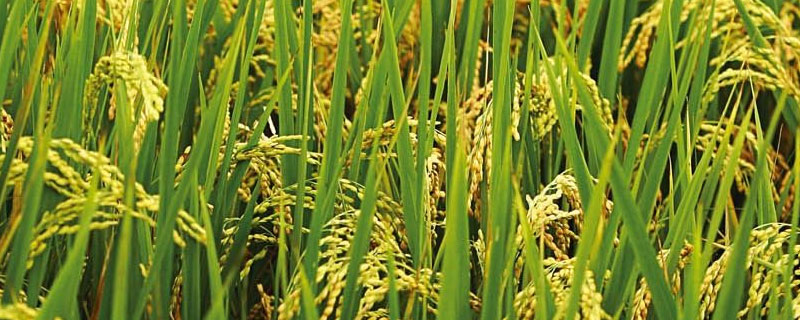 水稻按粒形和粒质可分为哪三类 水稻颗粒是果实还是种子