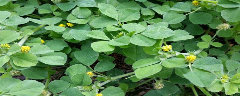 金花菜种植时间与方法（金花菜几月份种最好）