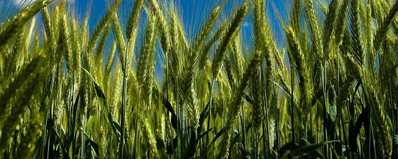 小麦雌蕊由几个心皮合生而成 小麦雌蕊结构图