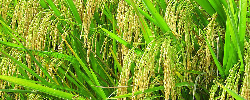 水稻快速灌浆用什么药（水稻灌浆快促进早熟用什么药）