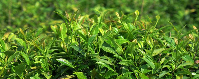 茶树可以移植盆里吗（茶树能移植吗）