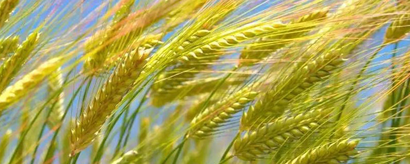 小麦有没有胚乳 小麦有没有胚乳种子