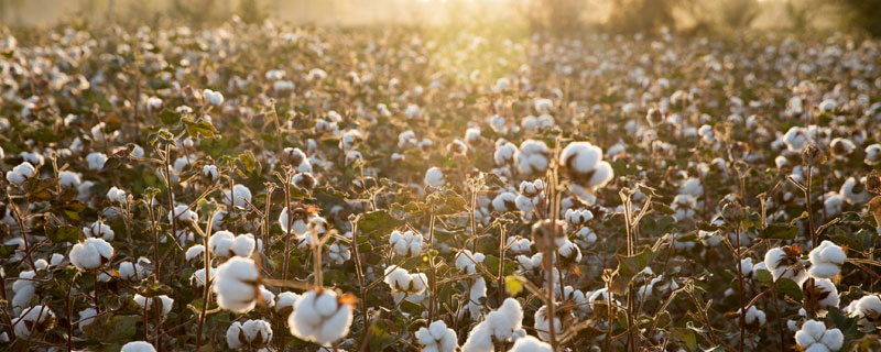 棉花怎么种产量高 怎样种棉花产量高