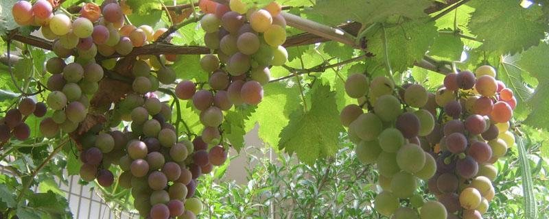 葡萄从种子到结果要多久 葡萄种子发芽几年结果