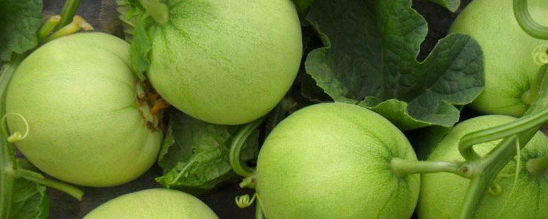 甜瓜绿宝的种植方法 绿宝甜瓜栽培技术