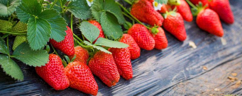 草莓冷冻苗好处和坏处 草莓苗为什么要冷冻