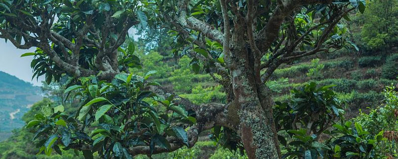 茶树按分枝部位可以分为 因分枝的性状不同,茶树可分为(