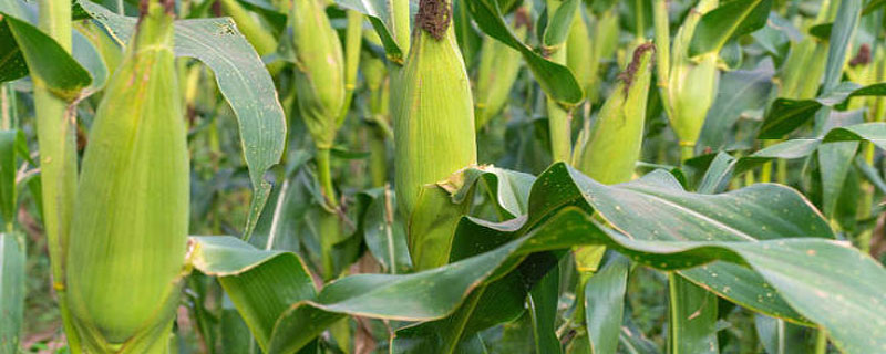 玉米几叶能用芸苔素（芸苔素在玉米上的使用方法与用量）