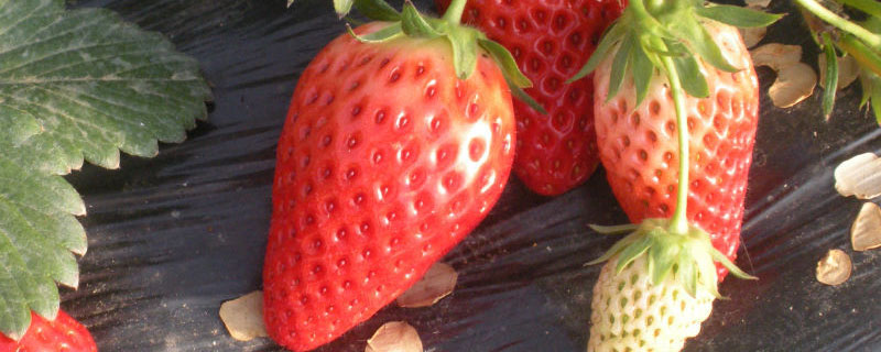 草莓分几种品种 草莓分几个品种