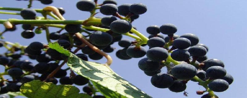 野葡萄籽是靠什么传播种子的 野葡萄的种子是靠什么传播的