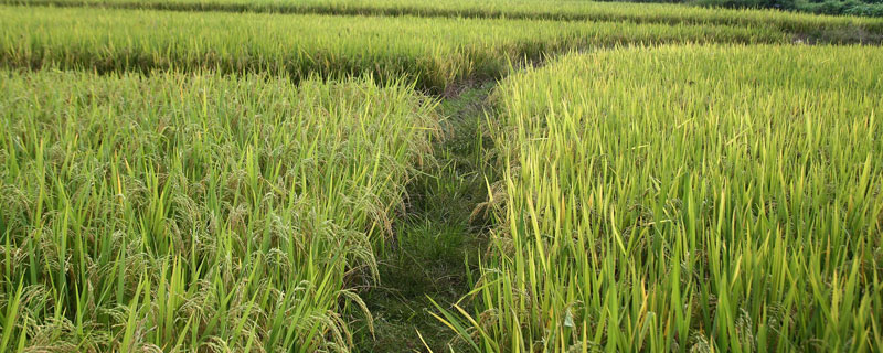 水稻成熟的季节 水稻成熟的月份