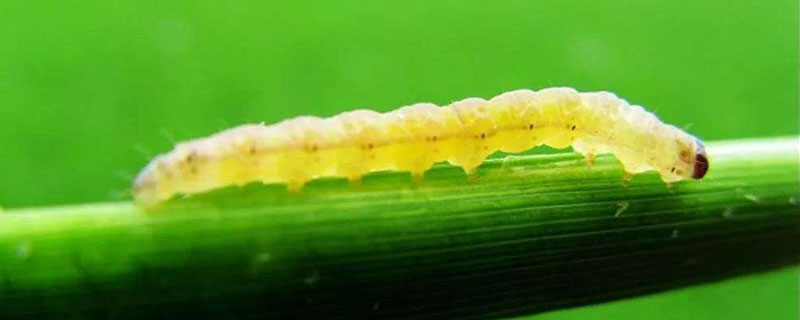 玉米螟虫用什么药防治（玉米螟虫用什么药防治效果比较好）