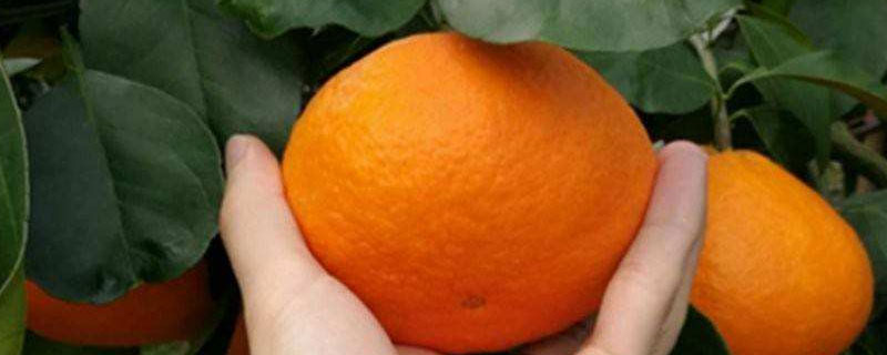 米哈亚柑橘有什么特点（米哈亚柑橘种植条件）