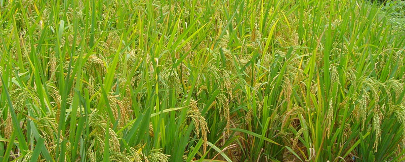 中国近5年水稻产量 中国水稻一年产量