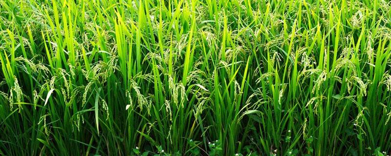 我国最早总结江南水稻栽培技术（我国最早总结江南水稻栽培技术的是什么书）