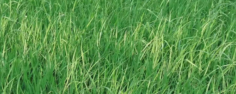 千金子与稗草区别（千金子与稗草的区别）