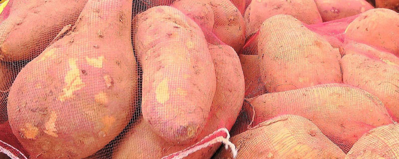 新品种红薯亩产超万斤 亩产三万斤红薯技术