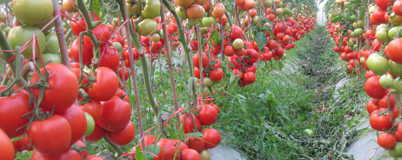 金鹏番茄新品种 金鹏一号番茄