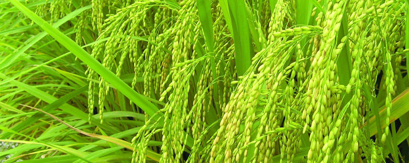 直播水稻高产的诀窍 直播水稻高产栽培技术