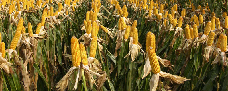 玉米控旺几次增产 玉米控旺长