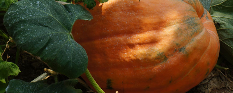 秋南瓜种植时间 秋季种南瓜是在几月种