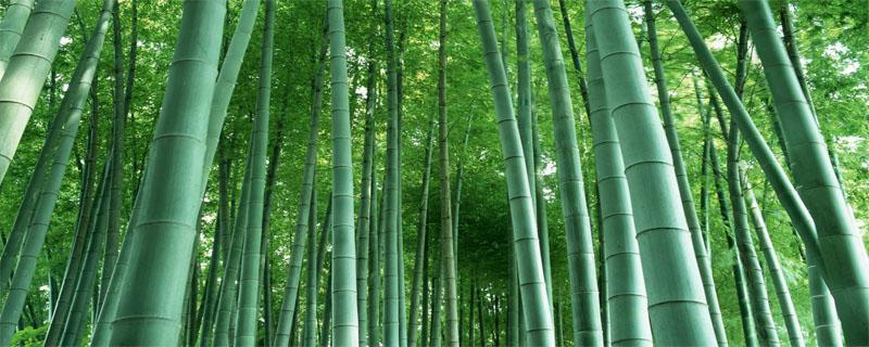 宜宾打造竹都有利条件 宜宾竹产业