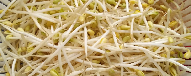 黄豆芽如何保存 新鲜的黄豆芽如何保存