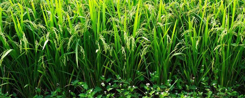 水稻施肥技术要点（水稻种植施肥要点）