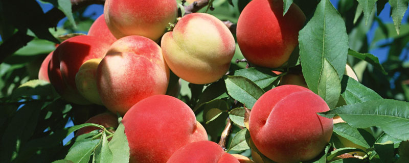 桃子是什么季节的水果 桃子是什么季节的水果?