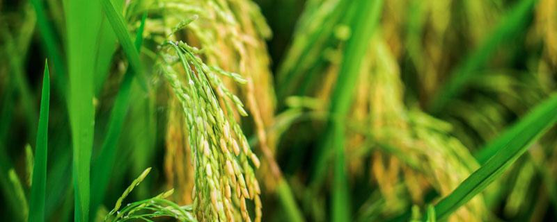 水稻稻摇蚊的防治方法 稻摇蚊用什么药防治