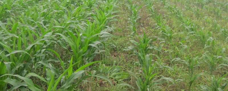 草甘磷除草剂生产厂家 甘草除磷专用除草剂