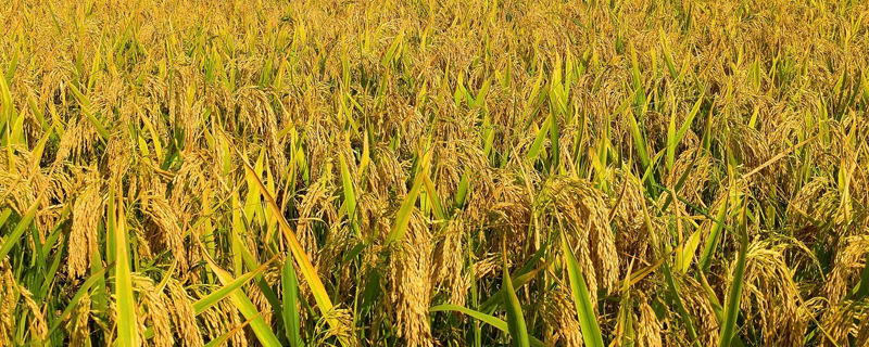 水稻地区栽培技术的一部农书 水稻地区栽培技术的一部农书的作者是
