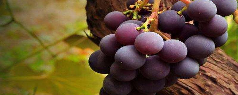 种植葡萄开始于哪个朝代
