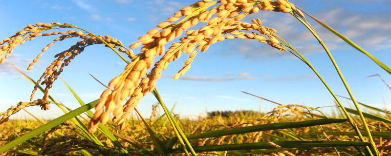 水稻钻心虫防治时间 水稻田钻心虫多久开始预防