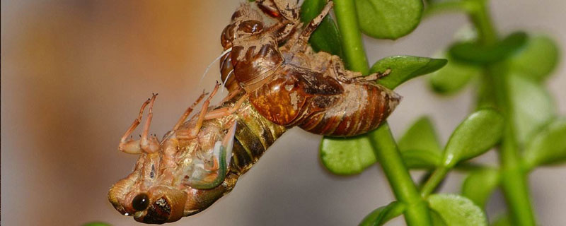 野生金蝉和养殖金蝉的区别 养殖金蝉和野生金蝉有什么区别