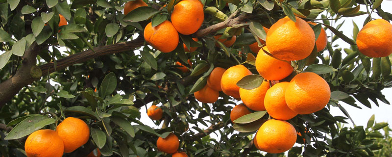 柑橘青苔病特效药 柑橘青苔病用什么药