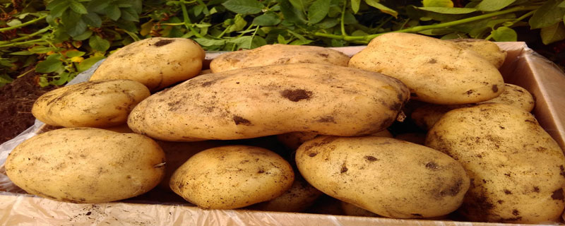 土豆种植用不用打岔 土豆需要打枝吗
