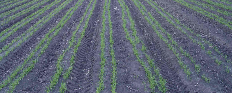 小麦叶面肥喷施时间 小麦叶面喷肥什么时候好