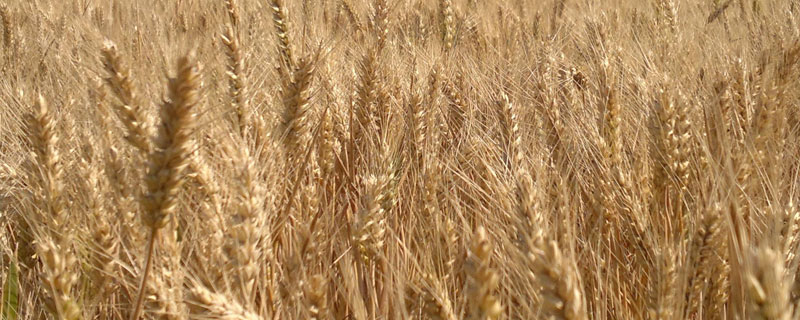 小麦的主要病害是什么 小麦最严重的病害是哪种?
