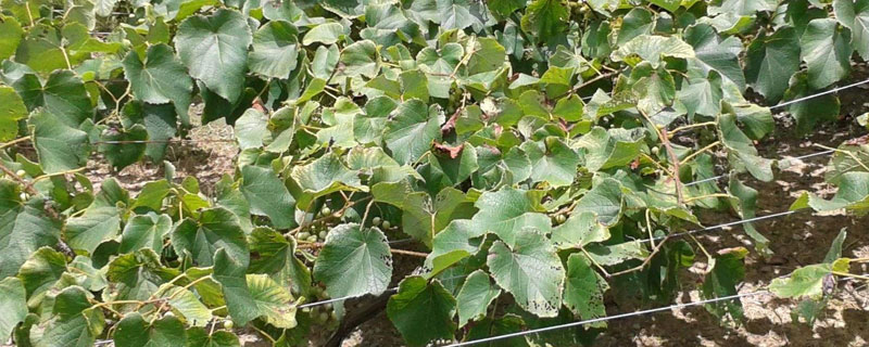 芸苔素危害（芸苔素过量有何害处）