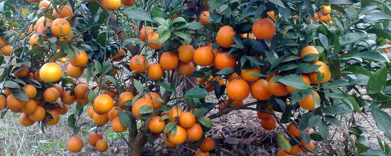 乙蒜素伤柑橘花果吗 乙蒜素对柑橘花芽有药害吗