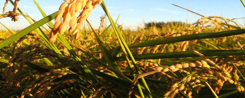 水稻分蘖肥什么时候扬 什么时候扬水稻穗肥