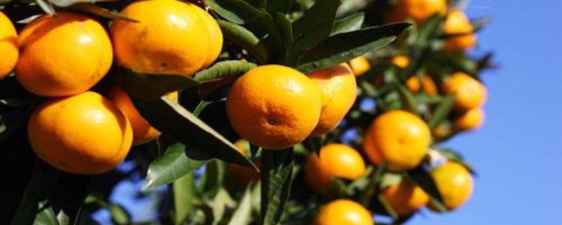 氟啶胺柑橘注意事项 柑橘幼果期用氟啶胺