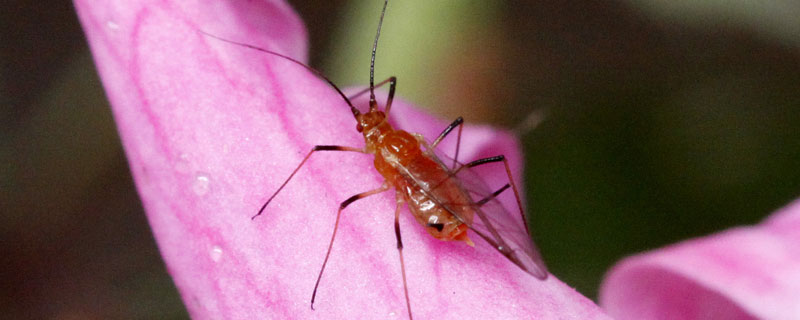 正打反死的蚜虫药 正打反死的蚜虫药叫什么素
